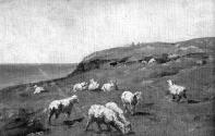 Sheep near a Seashore