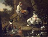 Poultry