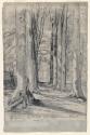Trees, Oosterbeeck