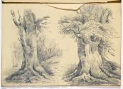 Studies of Tree Trunks