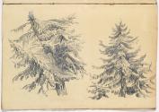 Studies of Coniferous Trees