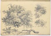 Studies of Foliage