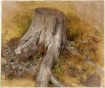 Pine Stump - Tyrol