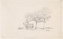 Trees on Hampstead Heath, London
