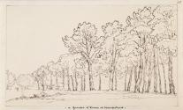 Pine Trees on Hampstead Heath, London
