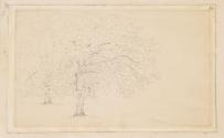 Park Trees, Botleys House, Surrey