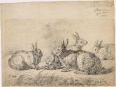 Rabbits