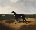 Master McGrath (1866-c.1871), Irish Racing Greyhound