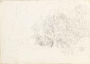 Trees beside a River (1)