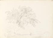 Overhanging Tree on Riverbank