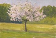 An Apple Tree in Blossom