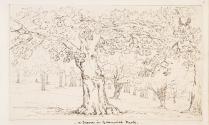 Trees in Greenwich Park, London