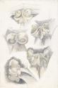 French Foliage Studies