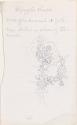 Blonzzollis Chapel, Floral Sketch