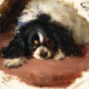 A King Charles Spaniel