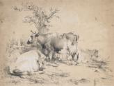 Cattle Grazing