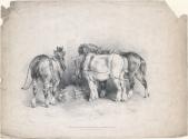 Shire Horses