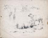 Sheep, a Cow and a Sheep Dog