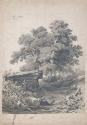 Walnut Trees