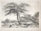 Cedars of Lebanon