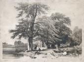 Beech Tree, Windsor Forest, Berkshire