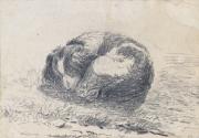 A Sleeping Dog