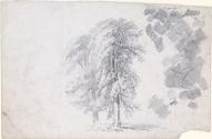 Two Trees