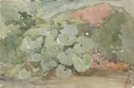 Plants