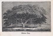 Banian Tree