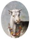 Head of a White Bull