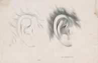 Two Studies of Ears