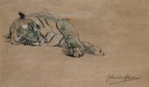 A Tiger Lying on his Side