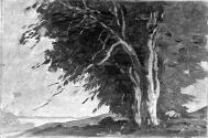 Trees on a Hilltop