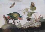 A White-Headed Parrot, Tortoise-Shell and Rock Underwing Butterflies...