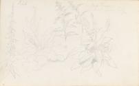 Sketch of Plants