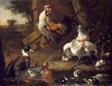 Poultry
