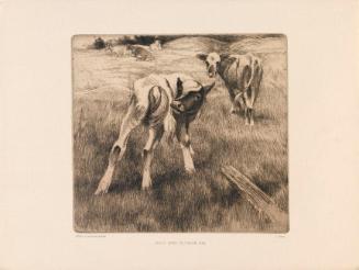 Calves Licking Themselves