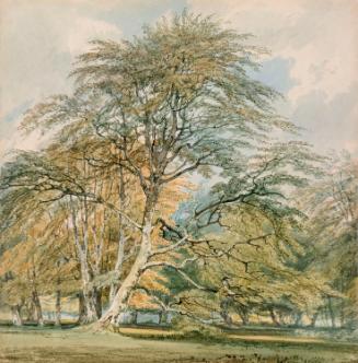 Beech Trees at Norbury Park, Leatherhead, Surrey