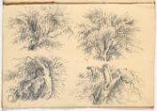 Studies of Trees