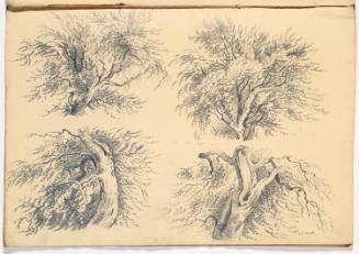 Studies of Trees