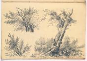 Studies of Willow Trees
