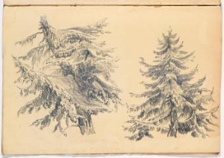 Studies of Coniferous Trees