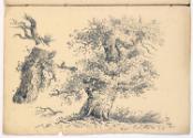 Study of a Mature Tree