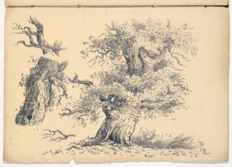 Study of a Mature Tree