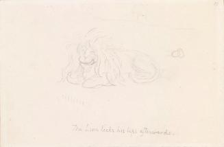 The Lion Licks his Lips afterwards