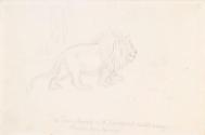 The Lion Pleased with his Repast Walks away Stouter than he Was