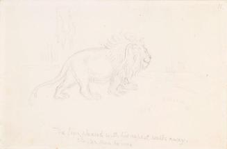 The Lion Pleased with his Repast Walks away Stouter than he Was