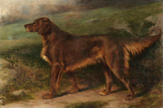 Garryowen (1876-1887), Champion Irish Red Setter