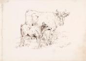 Cow and Calf