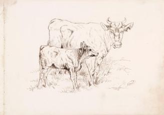 Cow and Calf